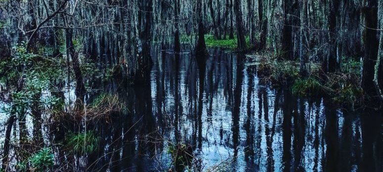 The Pearl River Swamp on the Louisiana-Mississippi border.