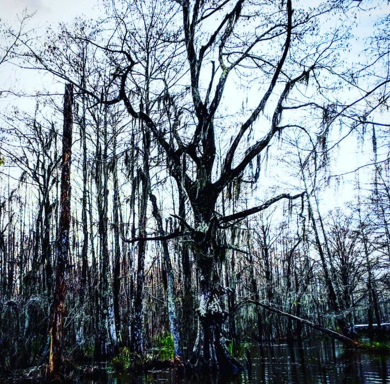 Tree in the Pearl River Swamp on the Louisiana-Mississippi border