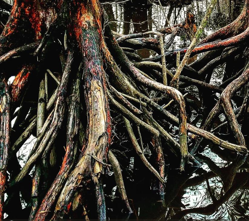 Close-up of roots on trees in the Pearl River Swamp on the Louisiana-Mississippi border