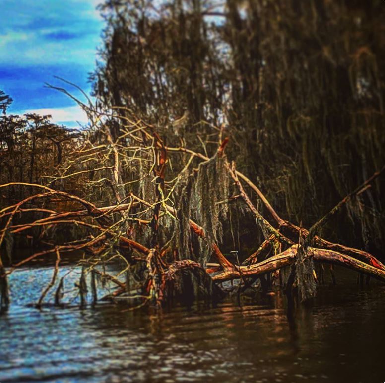 Fallen tree in the Pearl River Swamp on the Louisiana-Mississippi border