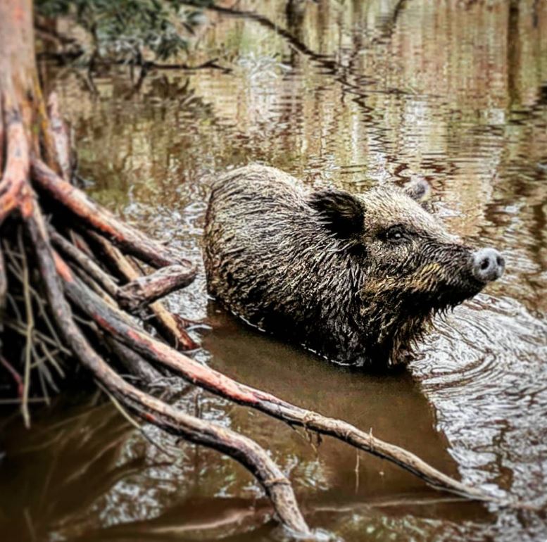 Wild boar in the Pearl River swamp on the Louisiana-Mississippi border