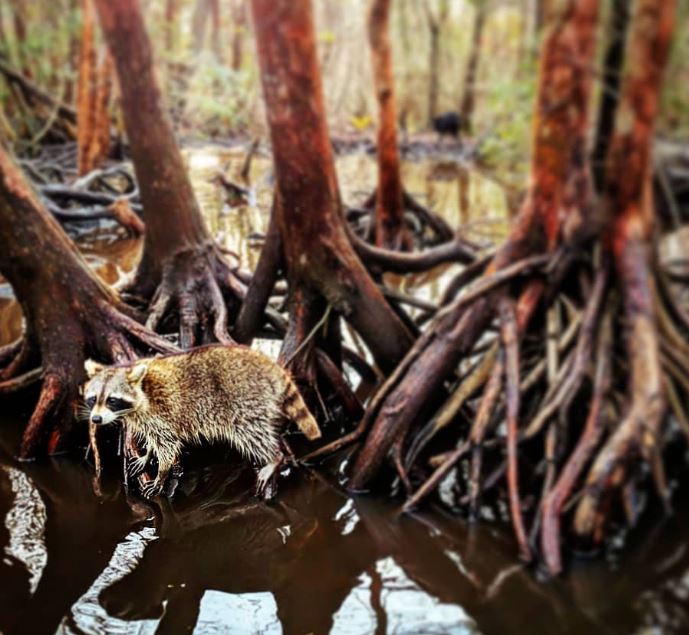 Raccoon by roots of trees in the Pearl River Swamp on the Louisiana-Mississippi border