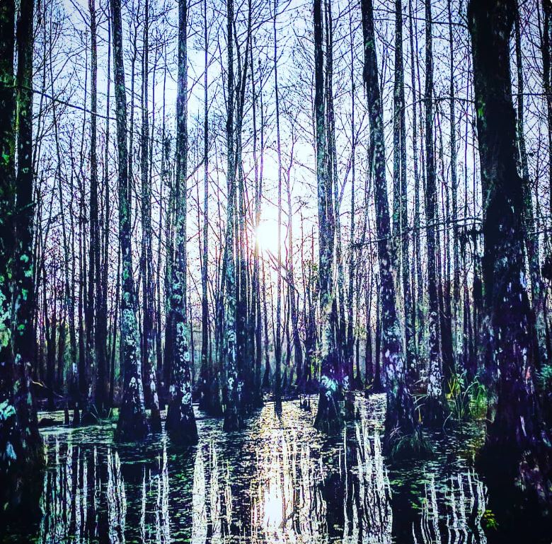 Sunlight through trees in the Pearl River Swamp on the Louisiana-Mississippi border